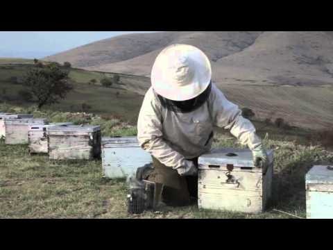 Beenotes gallery image