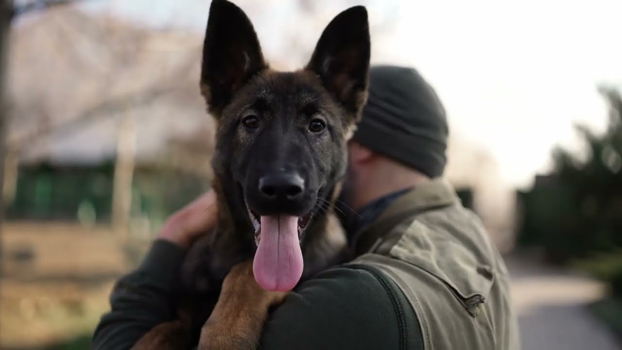 DogBase gallery image