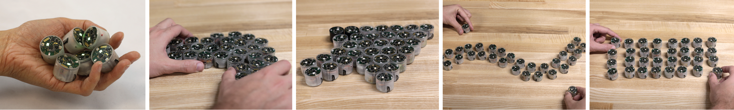 Zooids gallery image