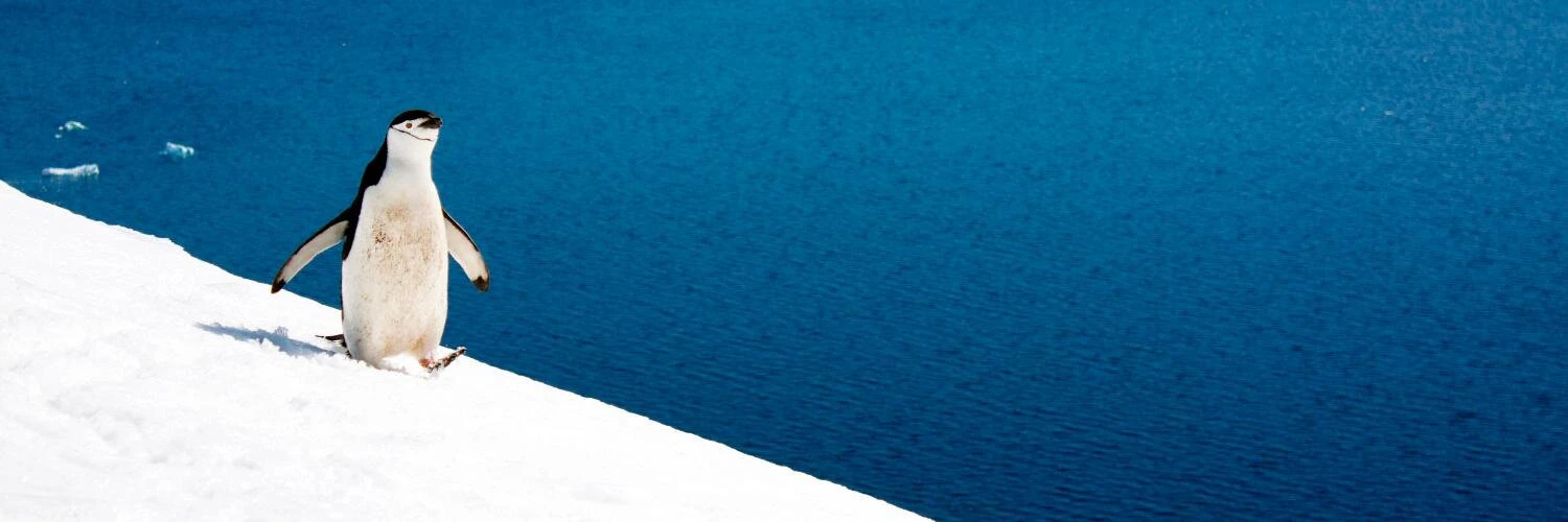 jeannine seidl cover