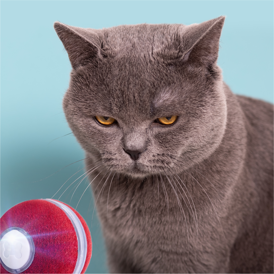 Cheerble Board Game gallery image