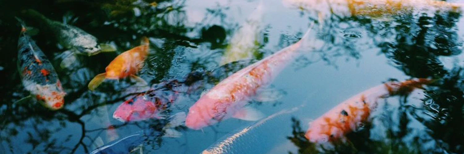 Nuno Coelho Santos cover