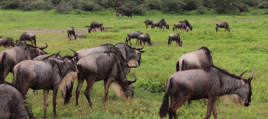 Africantrust Safari gallery image