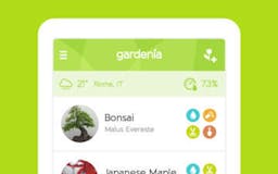 Gardenia media 2