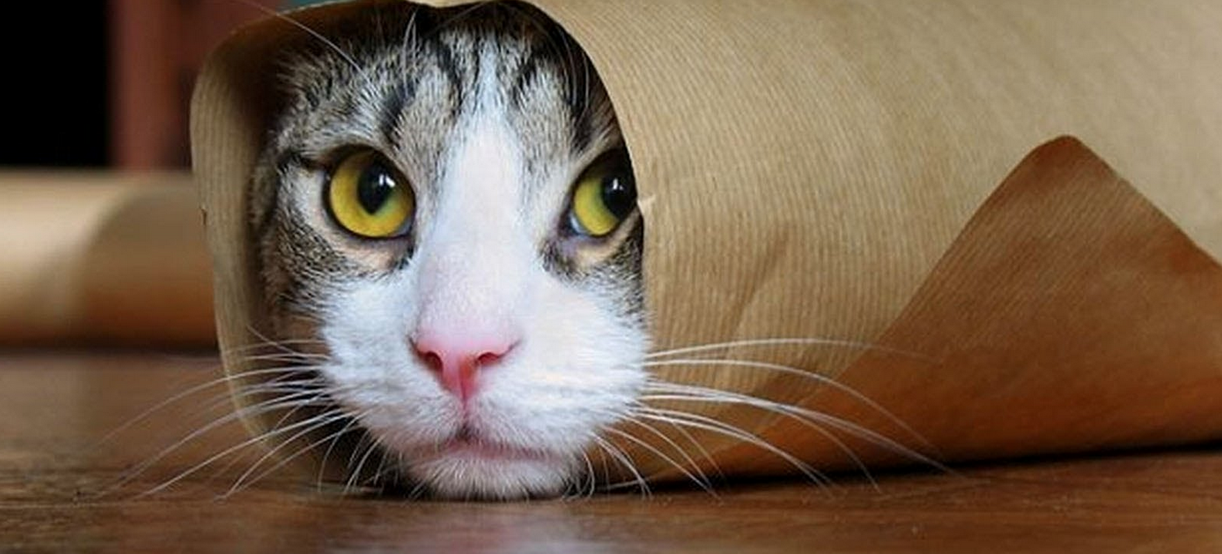 Meow Blocker Pro gallery image