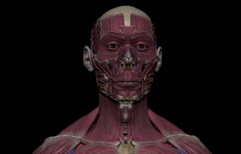 SA Anatomy gallery image