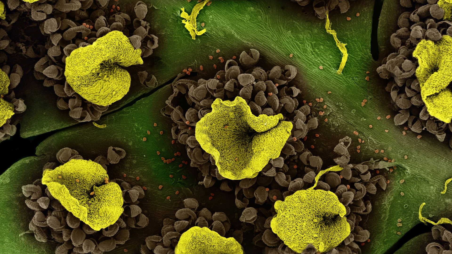 Lifeliqe gallery image