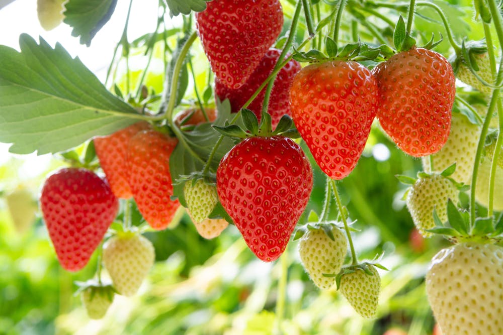 Ozark Beauty Strawberry Plants for Sale media 1