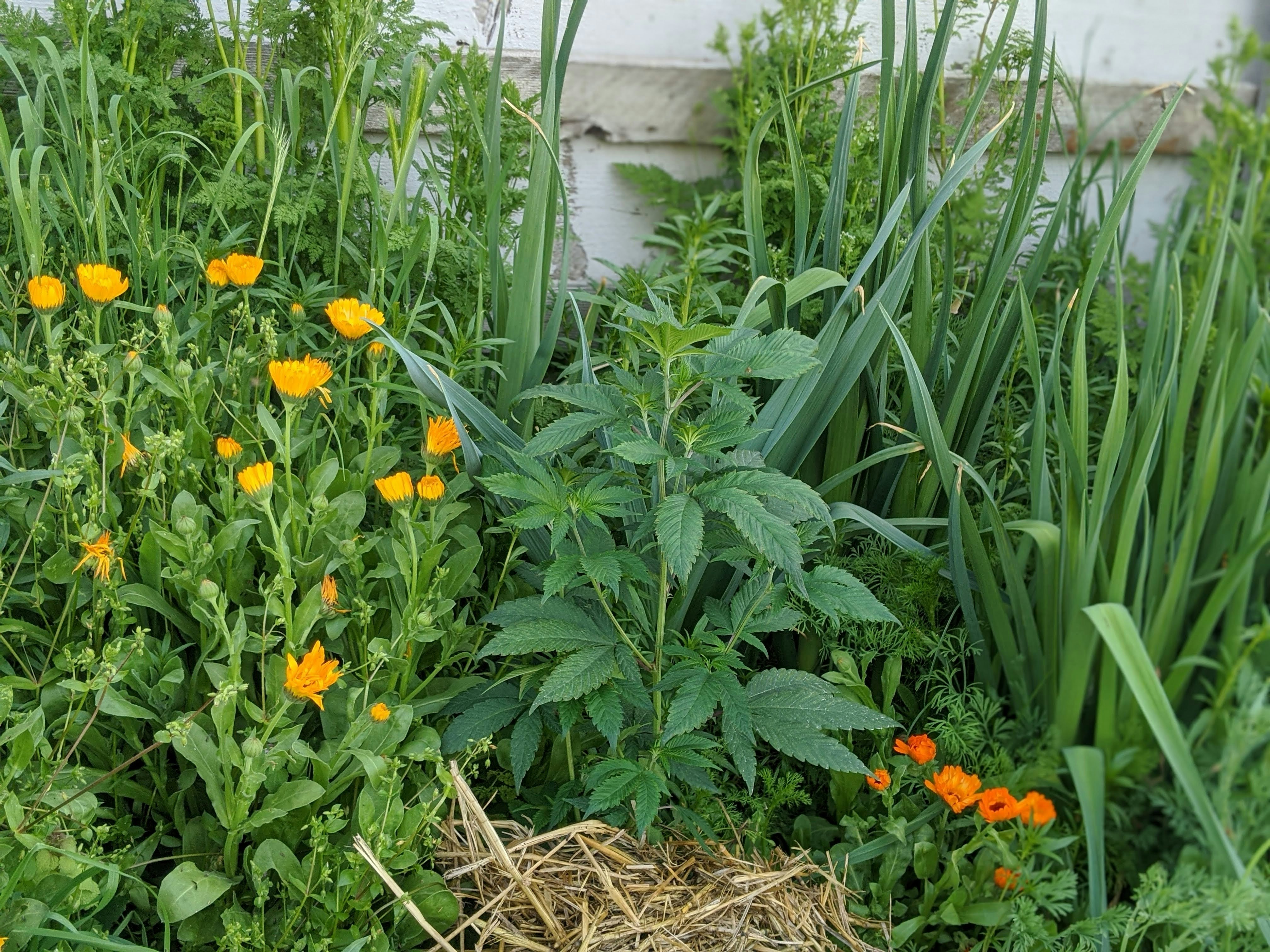 Grow It From Home gallery image