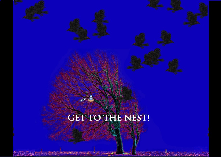 Bird Rush gallery image