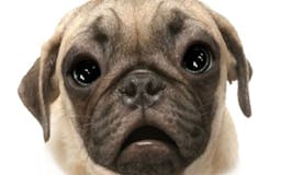 Talking Pug The Puppy Dog For Your iPhone media 3