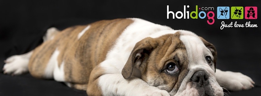 Holidog gallery image
