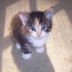 The Random Kitten Generator gallery image