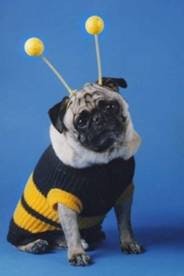 Bee Dogs gallery image