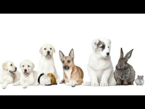 Ant Watch gallery image