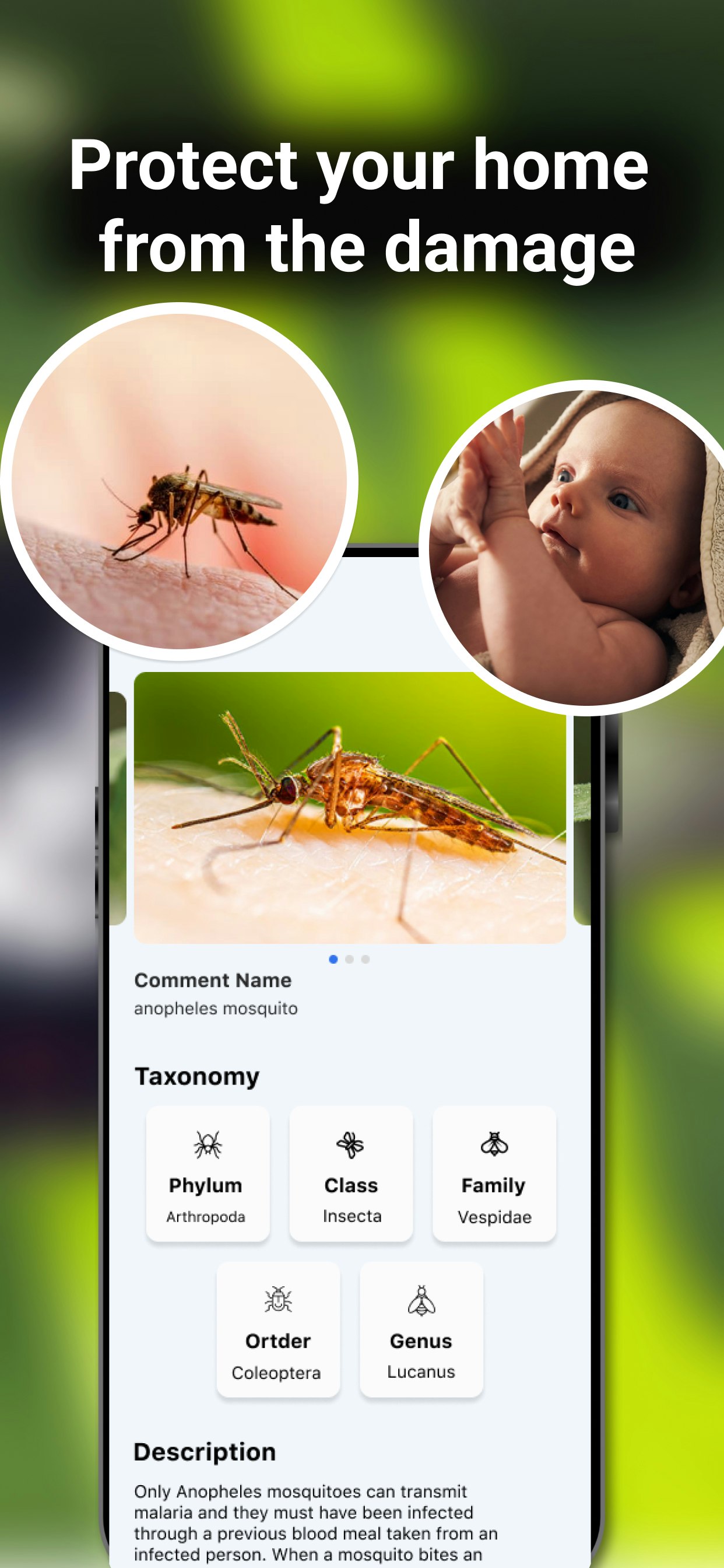 Bug Identifier : Insect ID gallery image