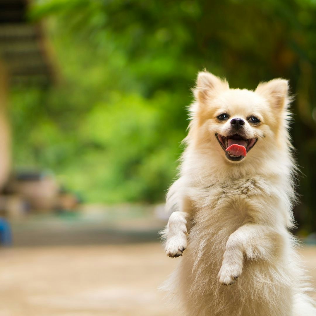 Media Hỗ trợ cảm xúc Animal & ADHD? - Cần một con vật hỗ trợ cảm xúc cho ADHD 1
