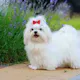 Premium Pet House