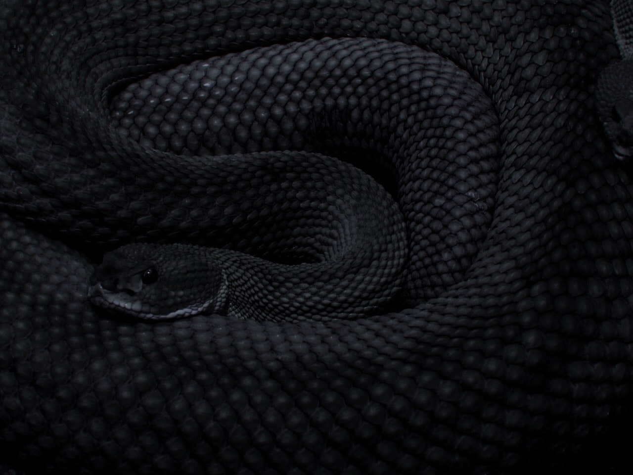 Archillect gallery image