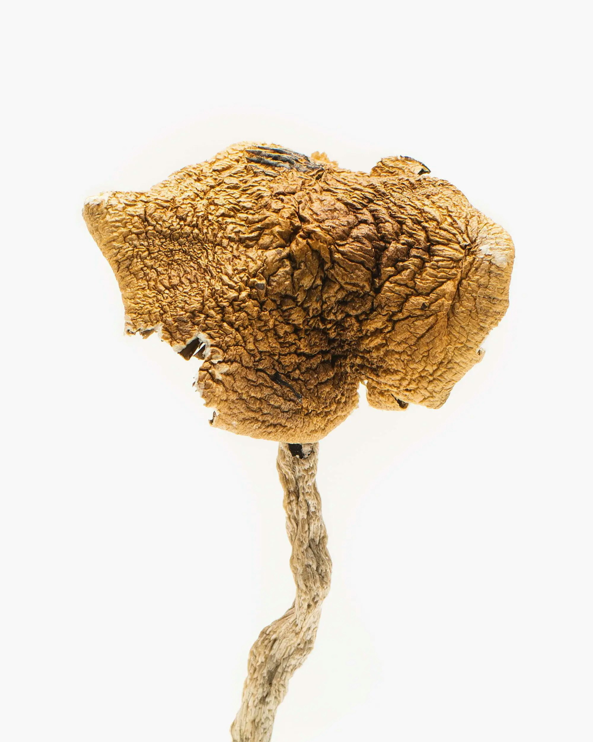 Wavy Cap magic Mushroom