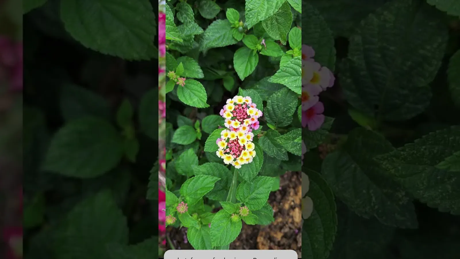 Digital Photo Frame | Ufumbuzi screenshot 1 (video preview)