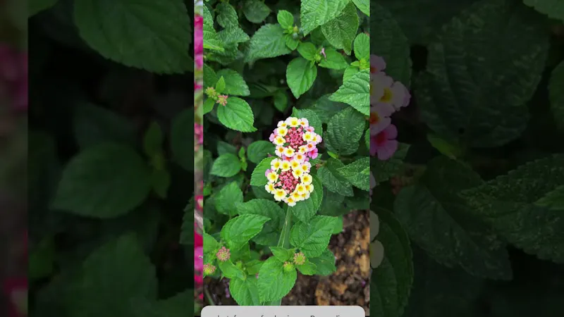 Digital Photo Frame | Ufumbuzi screenshot 1 (video preview)