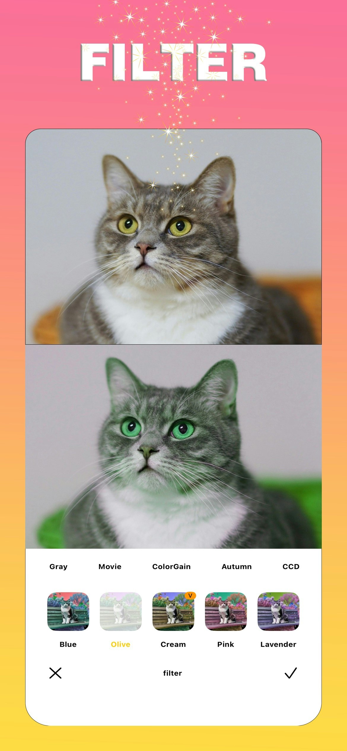 Catpic media 4