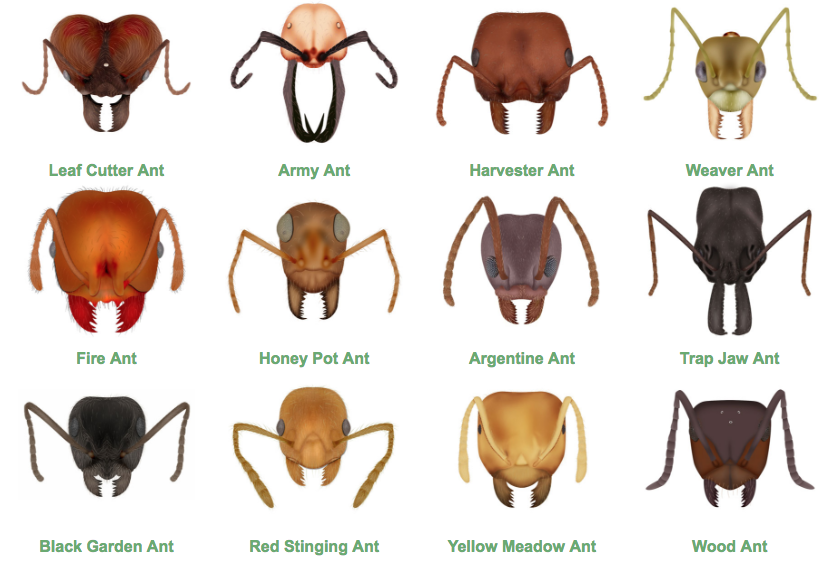 antARK gallery image