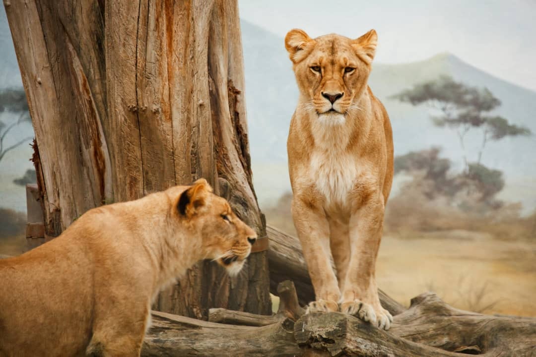 Africantrust Safari gallery image