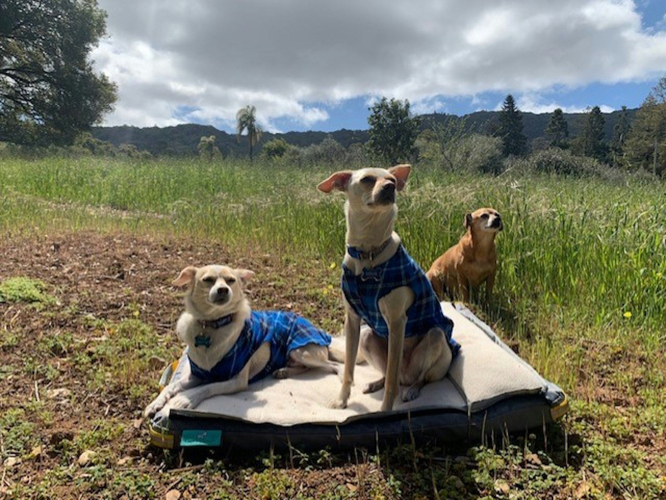 Ruffrest® Ultimate Dog Yatak - James Bond ve Müfettiş Gadget bir köpek yatağı yapsaydı medya 24