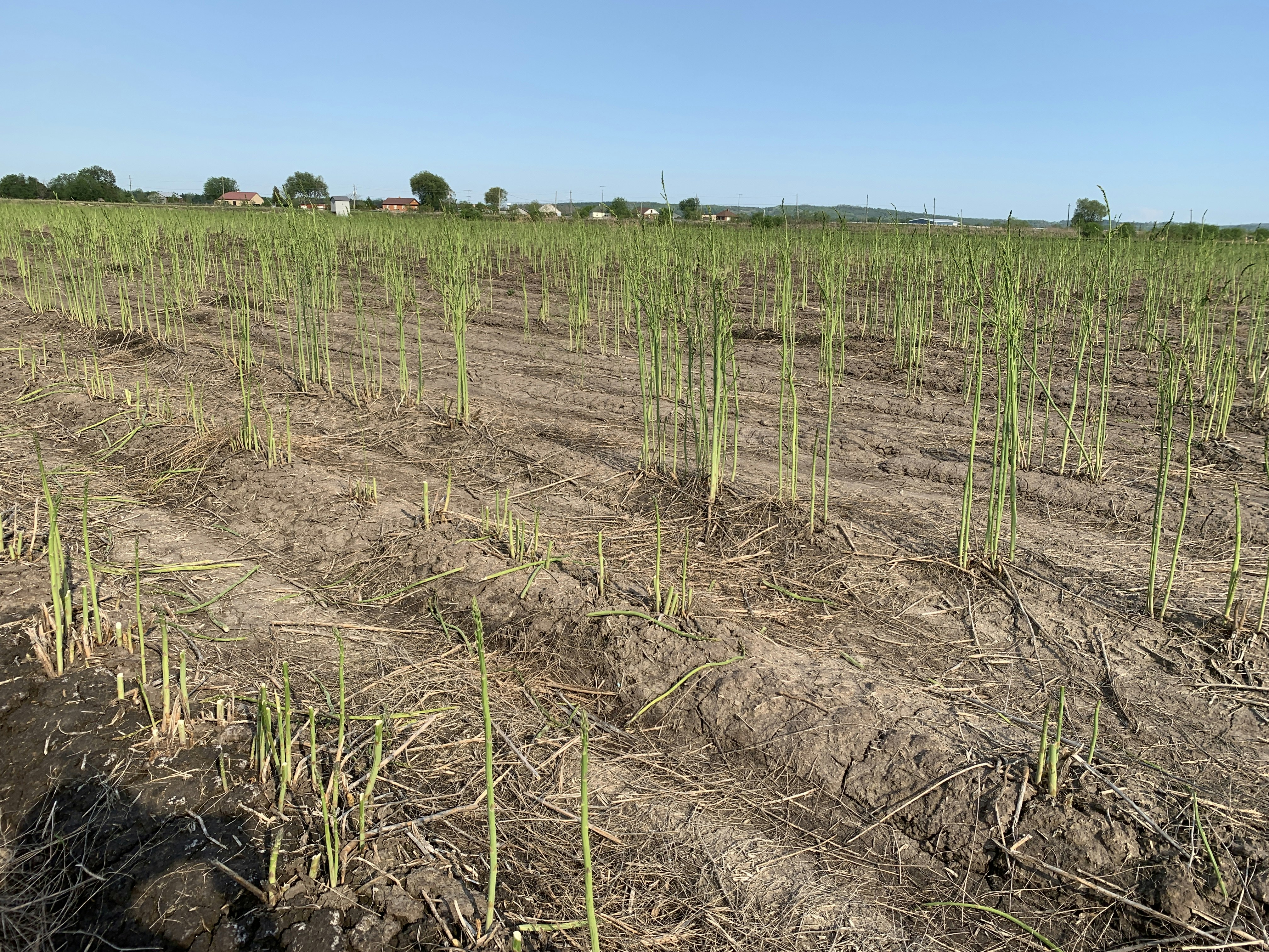 Poll option The farm image