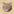 Cat Password