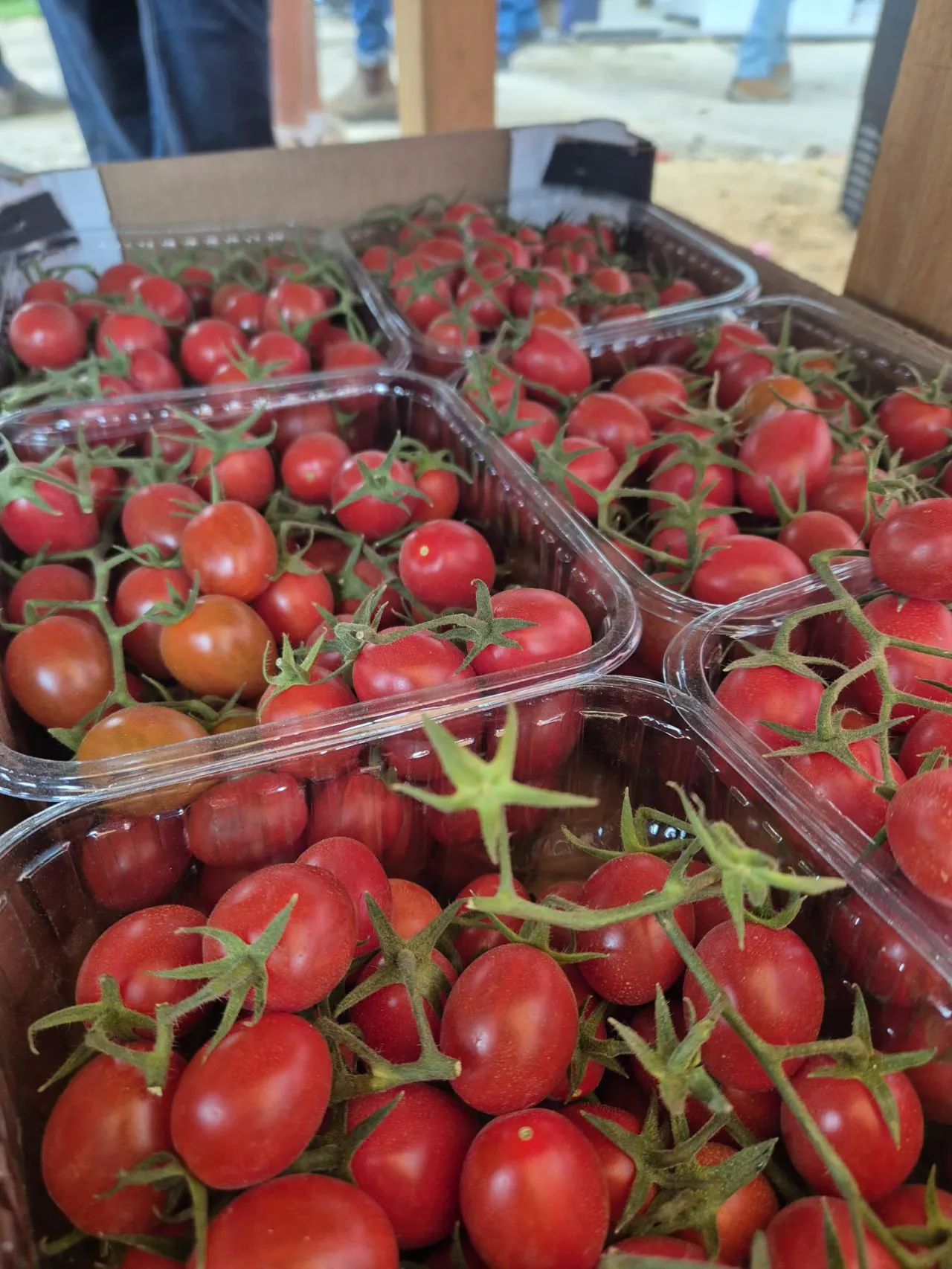 BreedX Specialty Vegetable Seed Breeding gallery image
