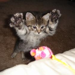 The Random Kitten Generator gallery image