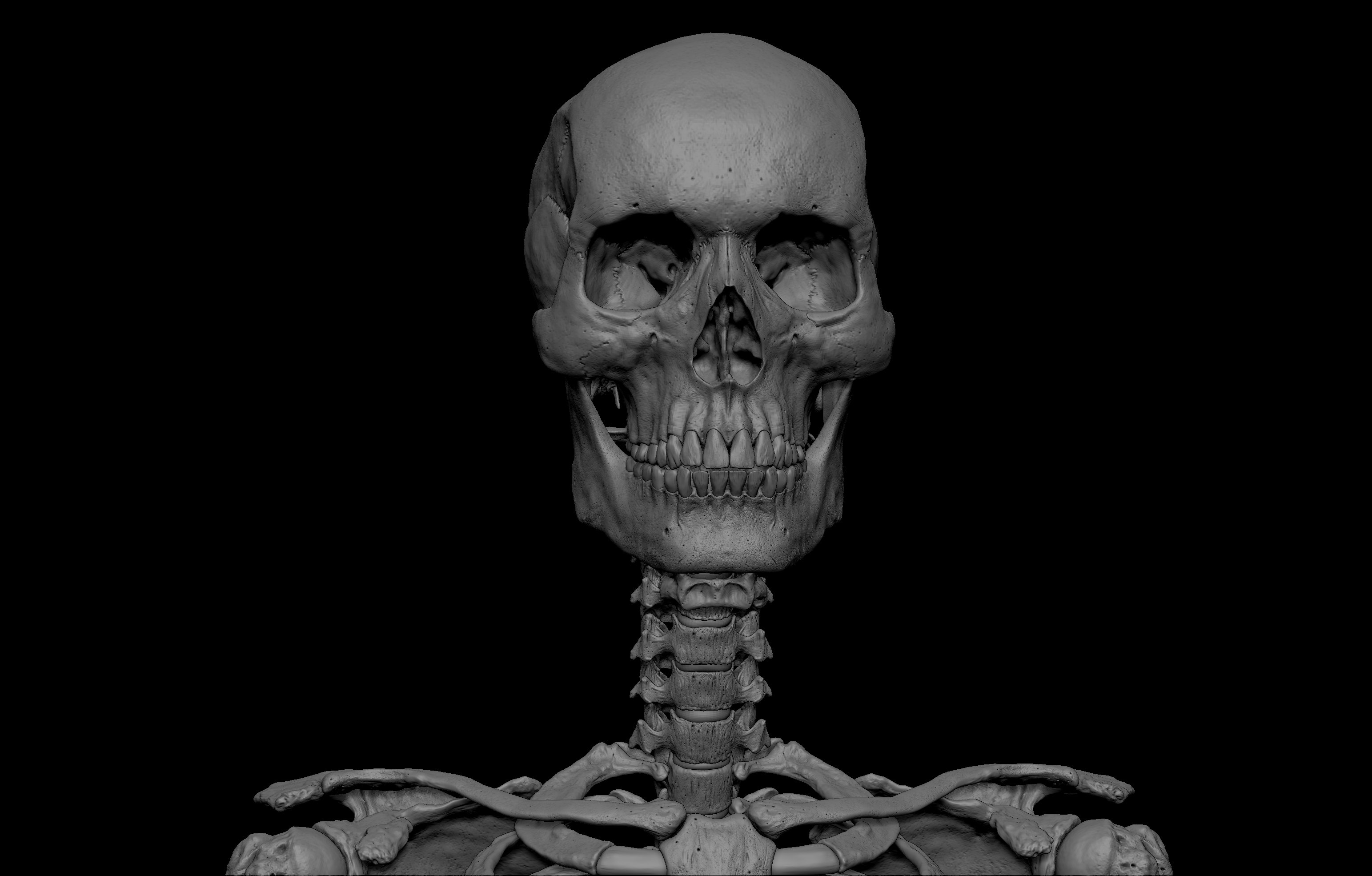 SA Anatomy gallery image