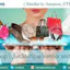 Amazon Clone Script App