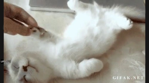 CATS Right Meow gallery image