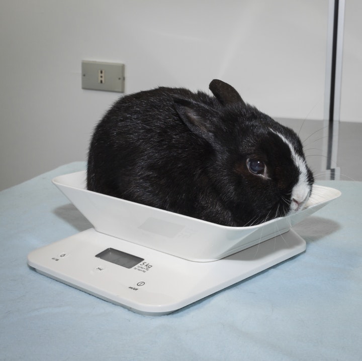 RabbutFacts gallery image