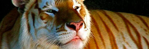 Alexia Tsotsis cover