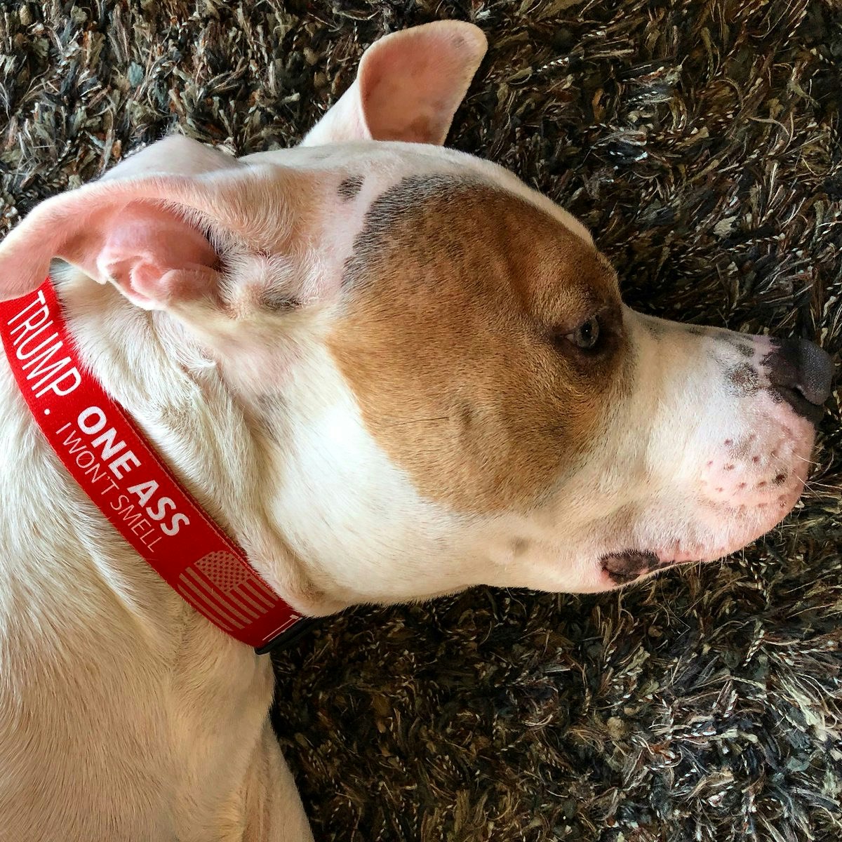 No Treat For Trump gallery image