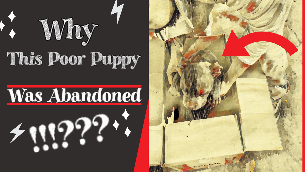 Boy Leaves His Helpless Puppy 