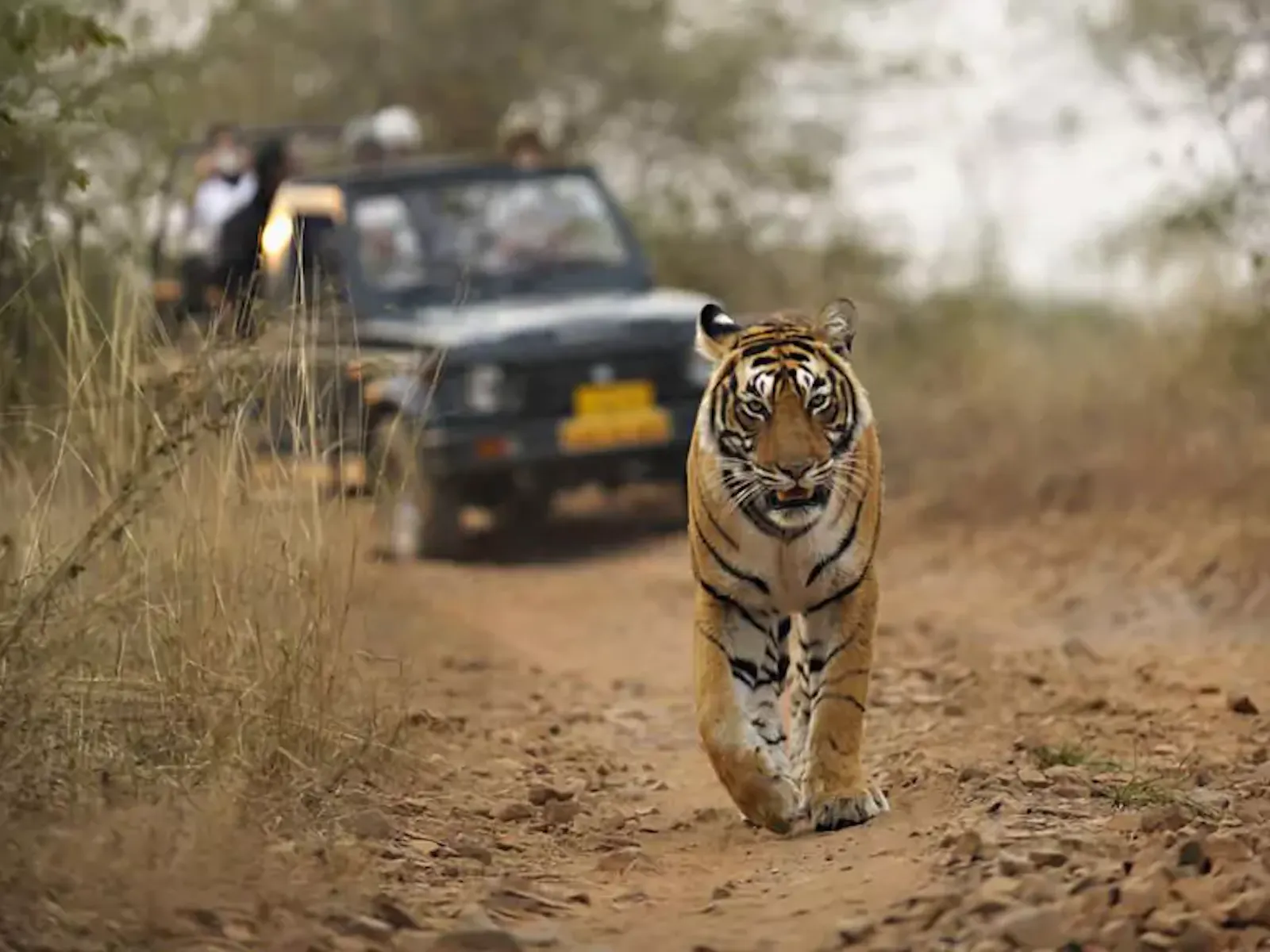 Cultural Safari Tours screenshot 1