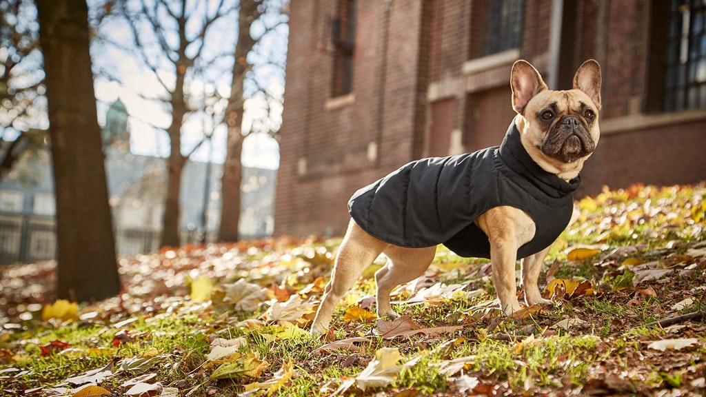 The 5-Second Dog Parka gallery image