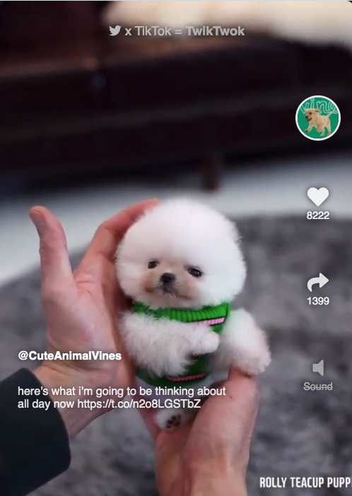 TwikTwok gallery image