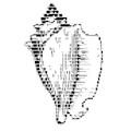 The Xonsh Shell