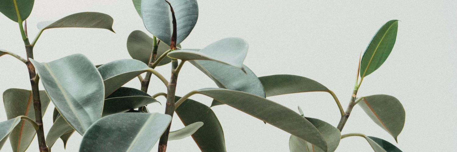 Pierre Bresson cover