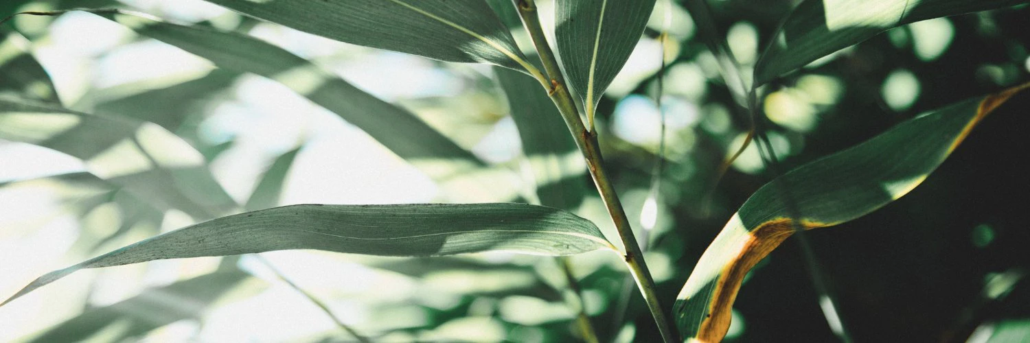 Derrick Reimer cover