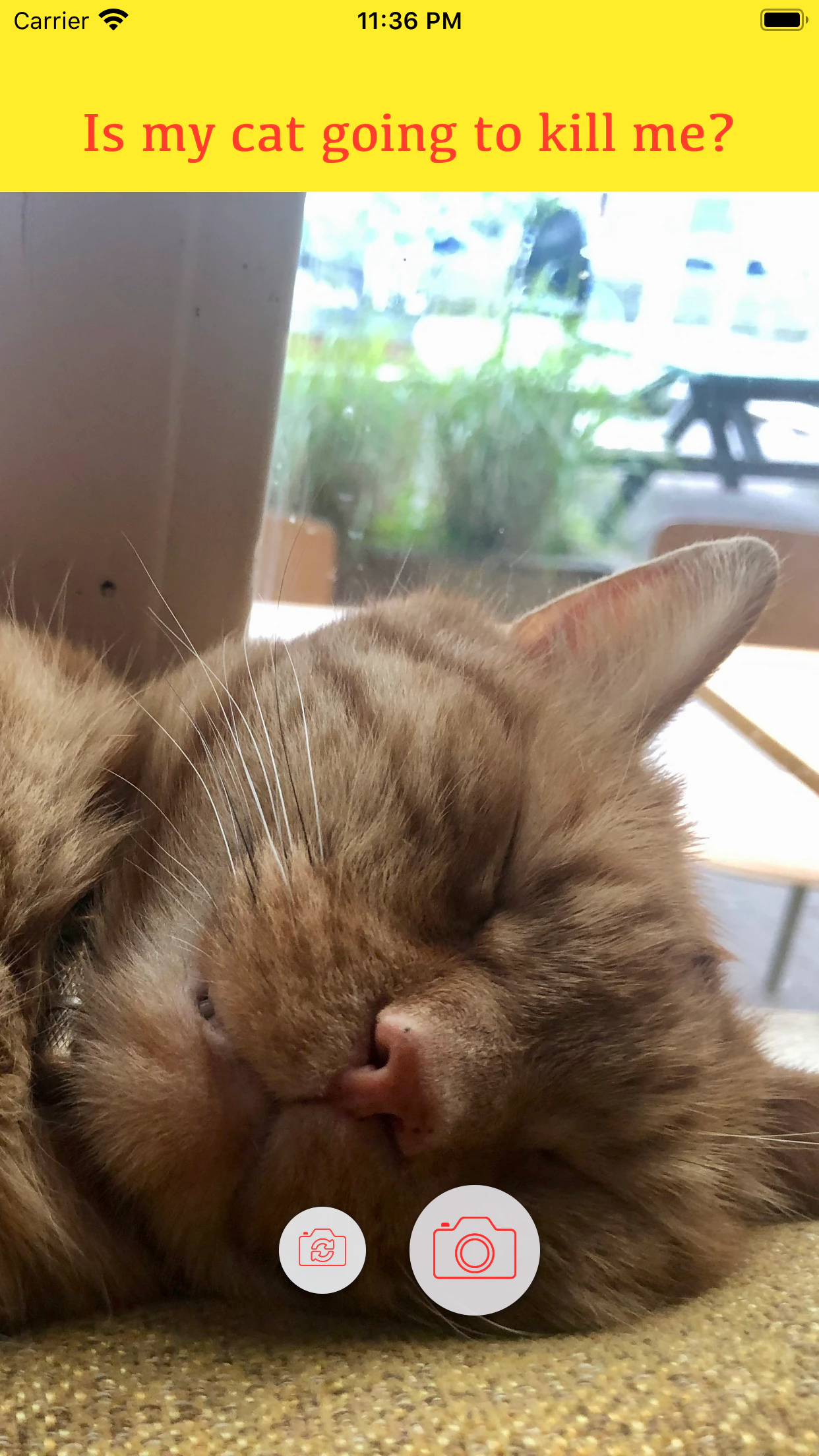 Is my cat going to kill me?