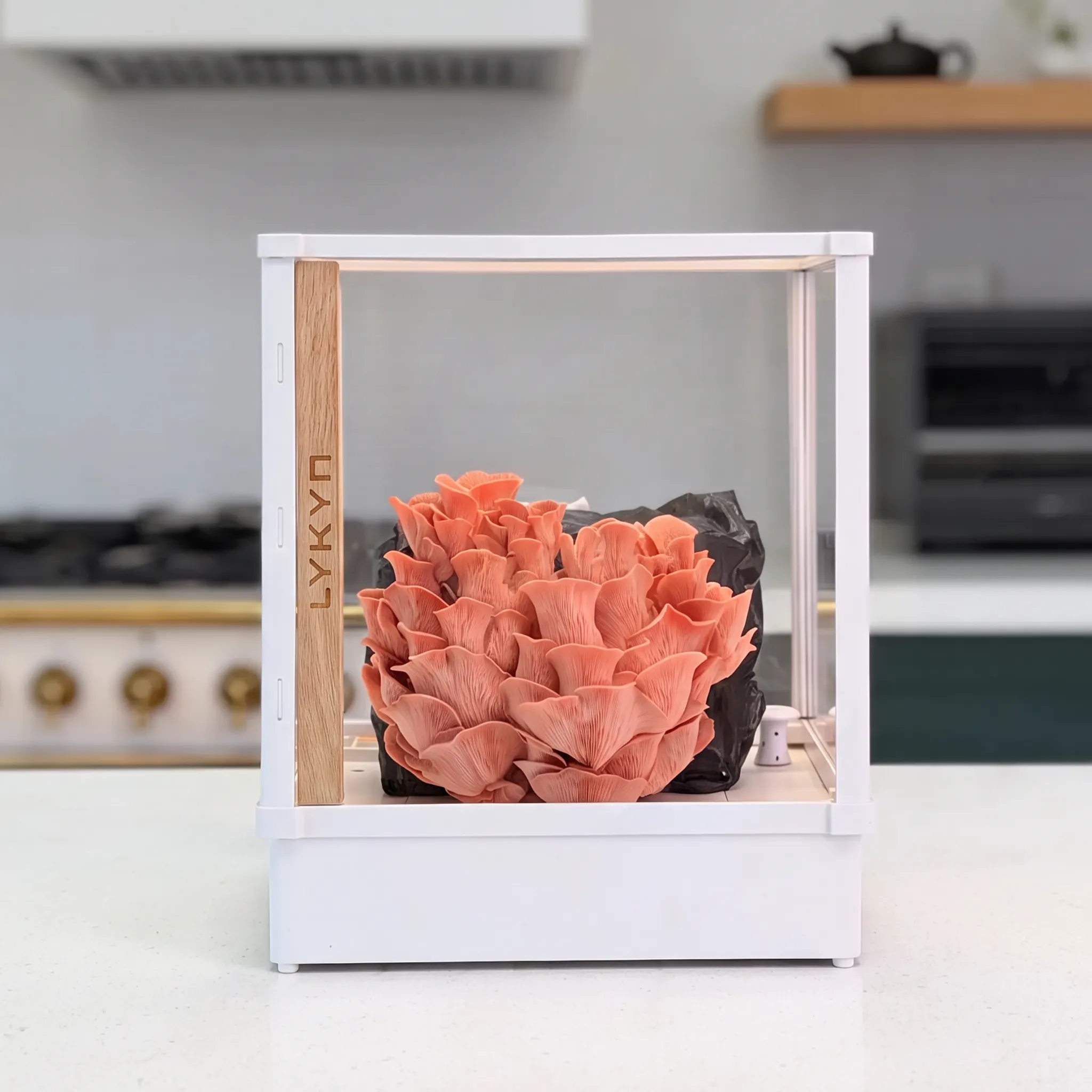 Lykyn Smart Mushroom Grow Box gallery image