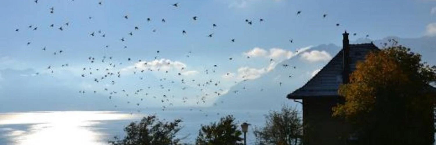 Florian Laurent cover